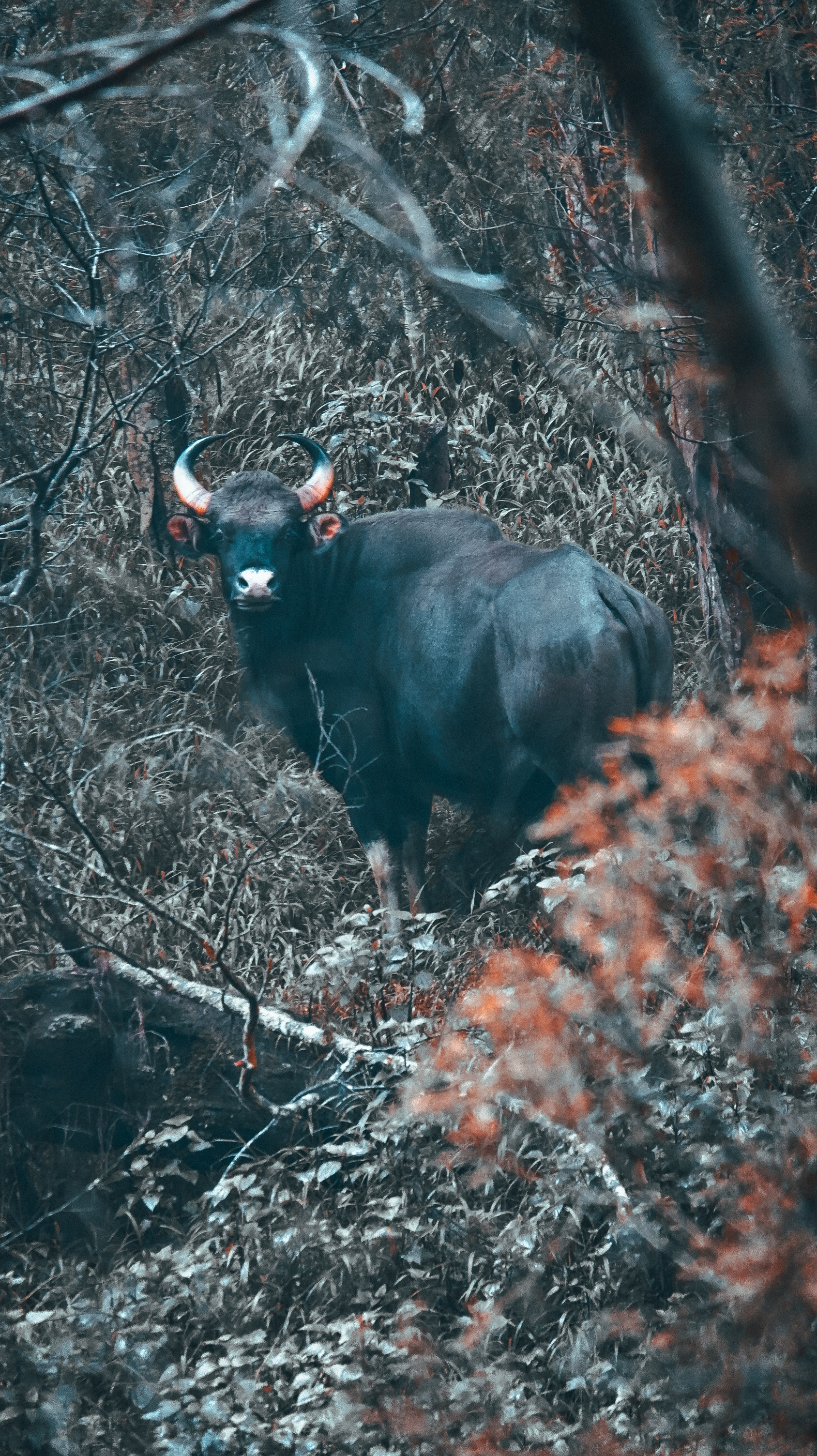 Bison — Eco Valley